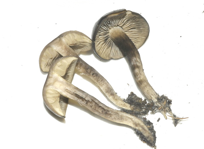 Lyophyllum sp.